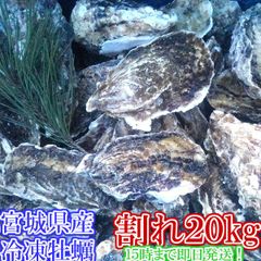 ❣️希少　北海道産エゾ巾着貝殻130枚 ❣️❣️ ❣️希少 北海道産エゾ巾着貝殻130枚 ❣️❣️ - メルカリ