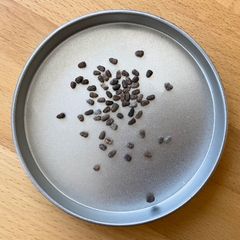 種子50粒 パキポディウム・アンボンゲンPachypodium ambongense