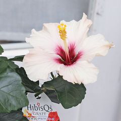 鉢花 ハイビスカス ニューロングライフ ライトピンク プチオレンジ 4号 常緑低木 多花性 夏の花 コンパクト耐陰性 秋まで咲く