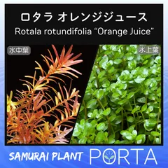 2025年最新】ミソハギの人気アイテム - メルカリ
