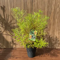 2025年最新】スピヌローサの人気アイテム - メルカリ