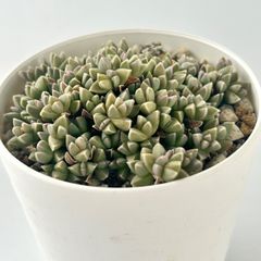 【多肉植物】ルスキア・インデュラータ  Ruschia indurata