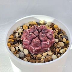 ②〚ギムノカリキウム デイドリーム〛Gymnocalycium Daydream　サボテン ポット発送