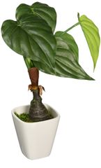 Item thumbnail for item 7112b24d-6c49-44ca-8ff4-741aaa08ec6b