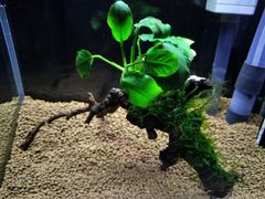 391．流木付き水草 アヌビアスナナ 南米ウィローモス