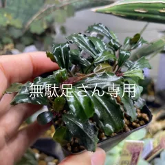 2025年最新】ブセファランドラ ゴーストの人気アイテム - メルカリ