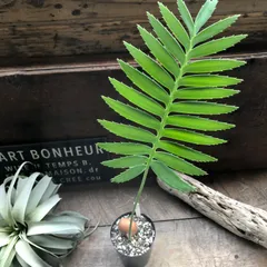 ソテツ　希少　【2】 The world of extremely rare cycads you may not have known about