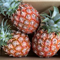 沖縄 石垣島産 ピーチパイン2kg