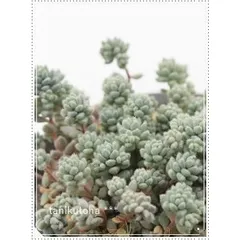 玉蛋白 セダム 2寸ポット 群生タイプ 弁慶草科 多肉植物