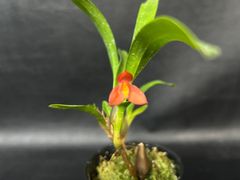 ★洋蘭★山野草★Max.(coccinea x sophronites)★マキシラリア 交配種★着生蘭★寒さ、暑さに強い強健品種★水が大好き★初心者オススメ★5-12
