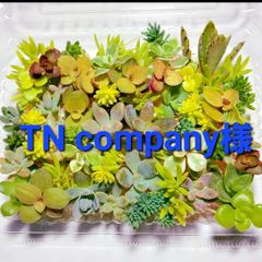 TN company様専用