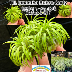 子株＊ チランジア イオナンタ ルブラ カーリー Tillandsia ionantha Rubra Curly＊エアプランツ＠フラワーショップ江口