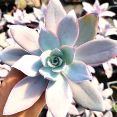 ぴ*け様 A-QS1007-2 ブルーベリー 抜き苗 35株 多肉植物 エケベリ ぴ