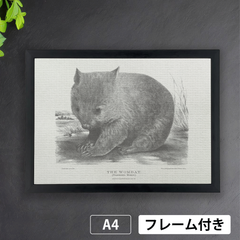 ウォンバット Wombat　絶滅危惧種　1800年代 オーストラリアの哺乳類 生物多様性遺産図書館から　A4 荒い麻布の風合い アートポスター【フレーム付】《AS》