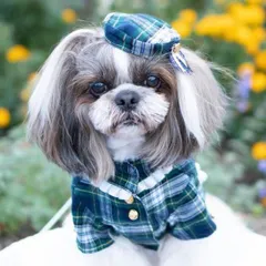 トラッドタータンシャツ S/Mサイズ 犬の服 犬服 犬のつなぎ 超小型犬　男子 ルルドール