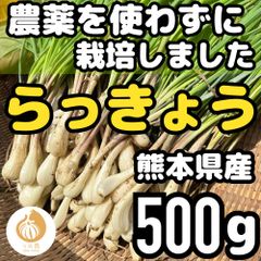 直売所コスパ最強〉沖縄県産 皮むき島らっきょう B品 約500g