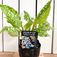 可愛い♡カラーリーフ　プルモナリア　ブルーへイズ　苗