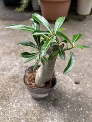 アデニウム　３号　観葉植物　塊根植物　インテリア　グリーン　コーデックス