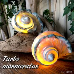 沖縄小浜島さん夜光貝ランプ 🐚夜光貝ランプシェード🐚 ✨先日納品✨ 夜光貝9割裸剥きランプ