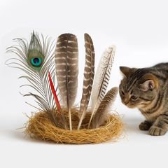 新品 噛むおもちゃ 子猫 成猫 インタラクティブ玩具 豊容トイ（エンリッチメント） 頑丈 ノーズワーク ストレス解消 一人遊び 室内運動 遊び道具 知育玩具 6種 鳥毛 猫じゃらし 天然 嗅覚用 羽根 おもちゃ 猫 Lunarcatのサムネイル