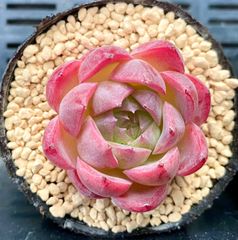 アローンスター　小株　エケベリア　韓国苗　多肉植物