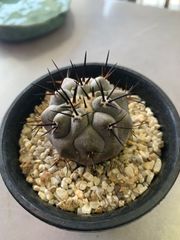 黒王丸　コピアポア　シネレア　３号鉢