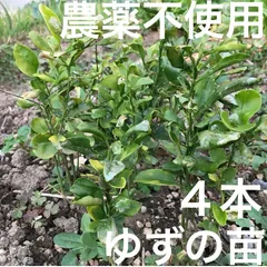 【農薬不使用】ゆずの苗 ４本 抜き苗 皮も種も使える シンボルツリーに 化粧水に ☆