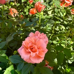 同梱品✨ミニ薔薇 コルダナ・バービー 蕾あり✨四季咲き 同梱品✨ミニ薔薇 コルダナ・バービー 蕾あり✨四季咲き