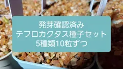 2025年最新】テフロカクタスの人気アイテム - メルカリ