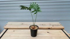 【観葉植物】ディオーン　スピヌロスム　4号鉢