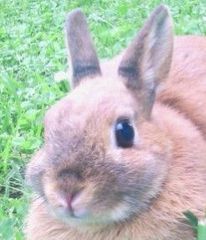 【新品未開封】Switch 結合男子 豪華特装版 コレクターズ・エディション e-STORE専売】結合男子 豪華特装版 コレクターズ・エディション