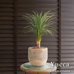 2025年最新】デスメティアーナ ユッカの人気アイテム - メルカリ