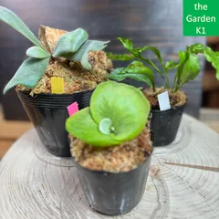 【ビカクシダ・ウィリンキー バリ】ゆうゆうメリカリ便 2025年最新】ビカクシダ ウィリンキー バリの人気アイテム