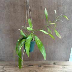 リプサリス　ラムローサ　レッドコーラル　②　現品　Pseudorhipsalis ramulosa cv. Red Coral. サボテン科 プセウドリプサリス属 森林サボテン ジャングルサボテン 観葉植物 観葉 植物  多肉植物  ハンギングにオススメ