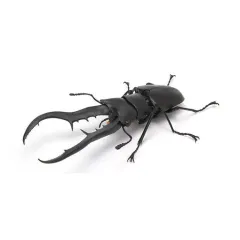 2025年最新】メタリフェルホソアカクワガタ標本の人気アイテム