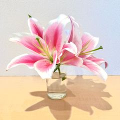 テーブルリリー  5本セット〈白／ピンク〉【新潟産】