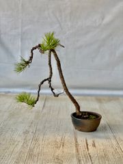 赤松　小品盆栽　あかまつ