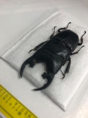 昆虫標本★モロタイ島産プラティオドンネブト♂50ミリ