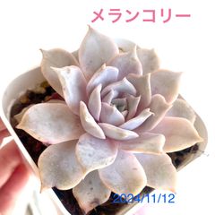 メランコリー　多肉植物　抜き苗　エケベリアのサムネイル