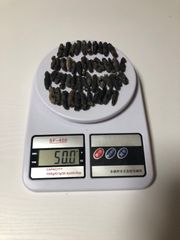 工場直売　関西産A級品 乾燥なまこ　超ミニサイズ 50g50匹 (計量時50g50本)