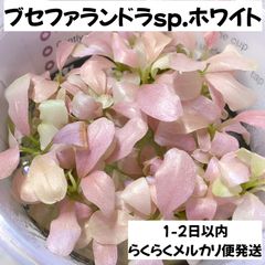 ブセファランドラsp.ホワイト　(無農薬)1株