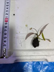 【中古品】ADA BOOKMARKER LACE PLANT 中古品】ADA BOOKMARKER LACE PLANT