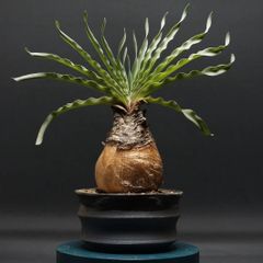 "Boophane disticha" ブーファン ディスティチャ 管理2297