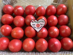 甘咲トマト 糖度9度以上 小さめ 約850ｇ  光センサー糖度計使用 匿名配送