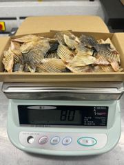 【格安】とらふぐヒレ(訳あり) 70枚:約70g-80g