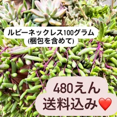 〜多肉植物カット苗〜ルビーネックレス(100グラムパック)