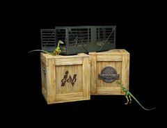 DINO DREAM 5点セット 1/5 サイズ コンプソグナトゥス ケージ 恐竜 34.5cm級 フィギュア 樹脂 模型 置物