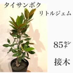タイサンボク　リトルジェム　泰山木　⑤ 大苗・苗木　★接木　ドライフラワー　★若木のうちから花を咲かせてくれます！