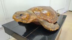 置物 縁起物 動物 ペット ガジェット BESS 亀 引き取り限定 - メルカリ