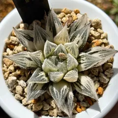 ま*ら様 多肉植物　ハオルチア　白狐伝錦　糊斑　ピンク系　超美品 ま*ら様 多肉植物 ハオルチア 白狐伝錦 糊斑 ピンク系 超美